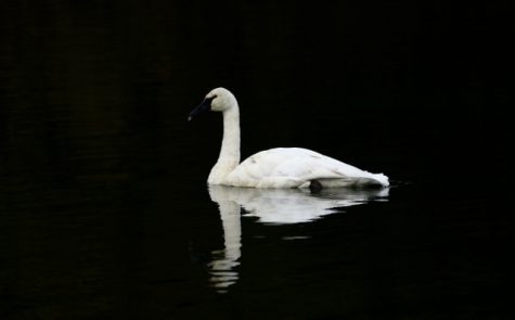 swan-640x397
