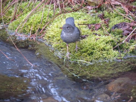 Jasmine White recently moved to Seward from Maine. Even at age eight, she had been taking pictures of animals and nature.