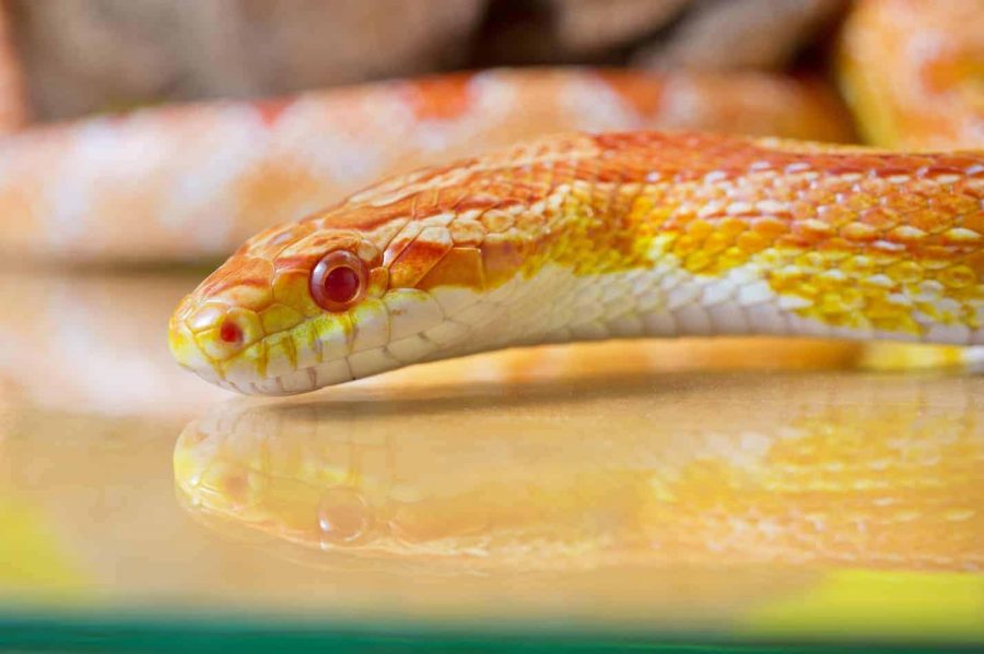 this isnt actually fritter. just another corn snake on google images