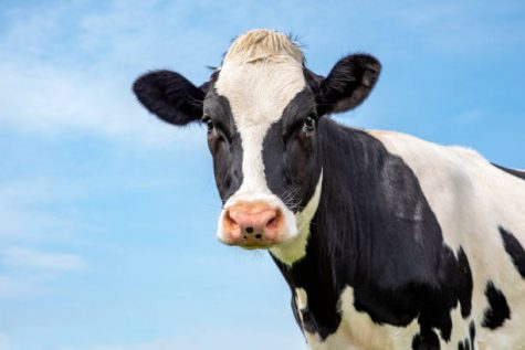 Portait of the head of an adult black and white cow, gentle look, pink nose, in front of  a blue sky.