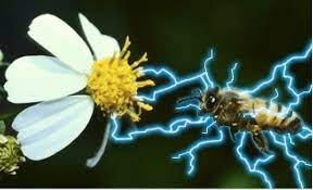Electric Bees?